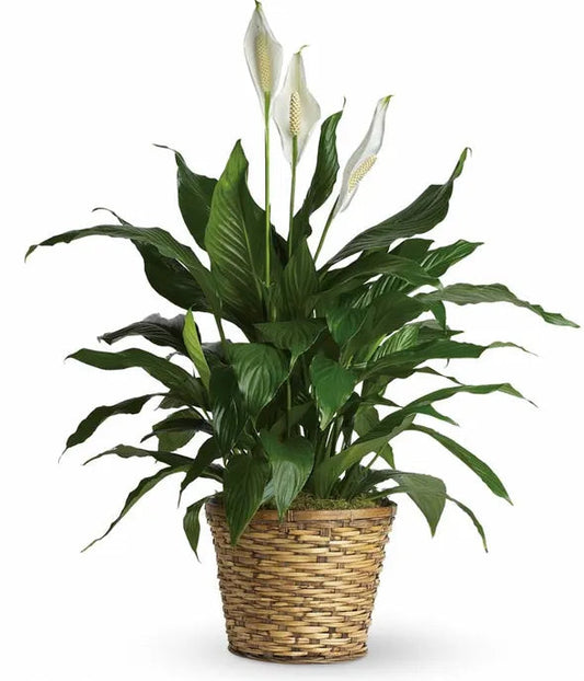 Simply Elegant Spathiphyllum