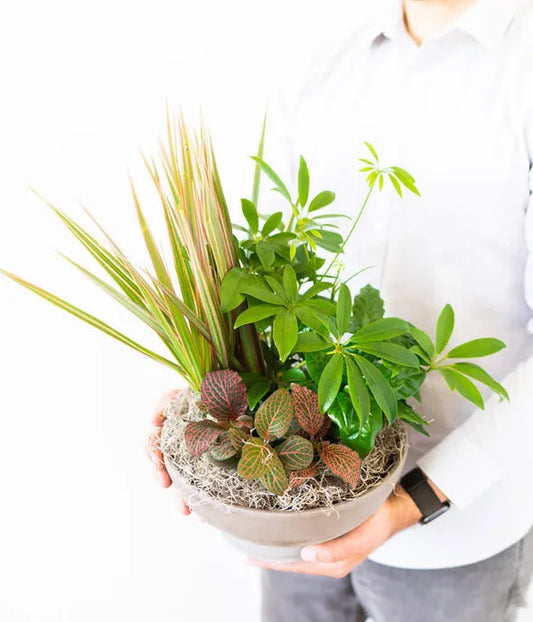 Dish Garden For Funeral