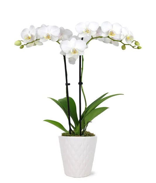 Elegant Orchid Plant