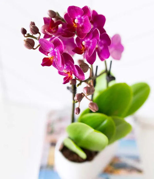 Picturesque Purple Mini Orchid