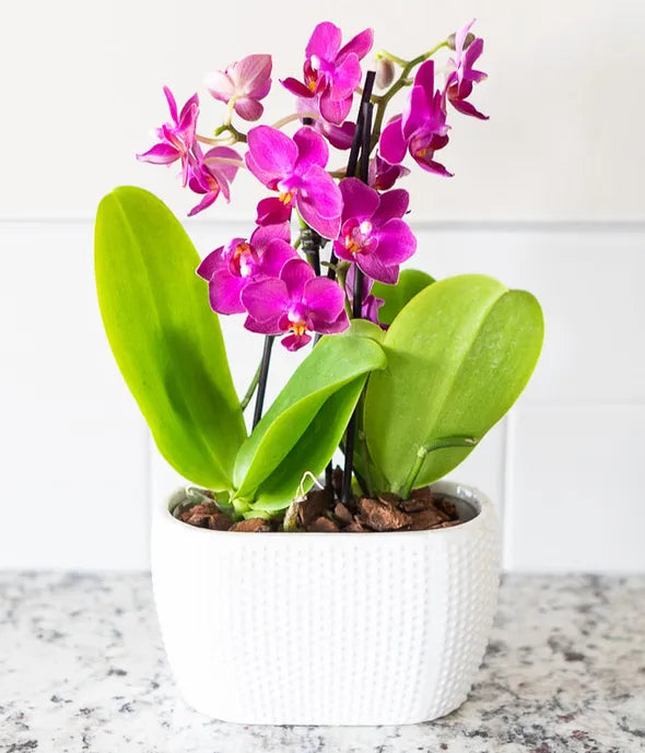 Picturesque Purple Mini Orchid
