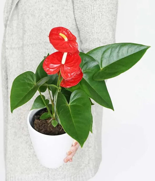 Anthurium Plant