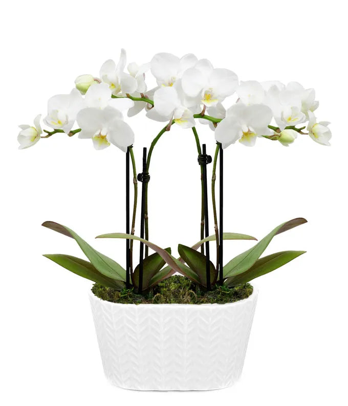 Elegant Orchid Plant