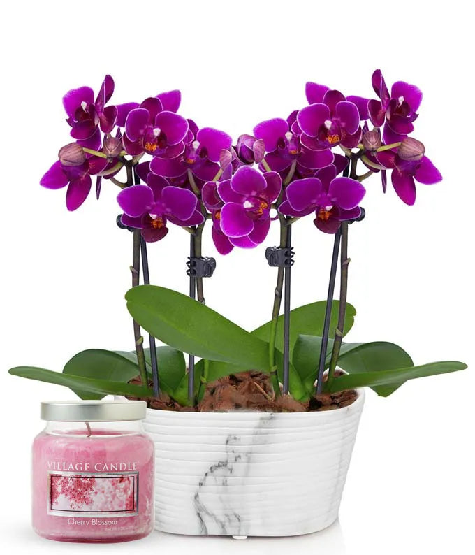 Picturesque Purple Mini Orchid