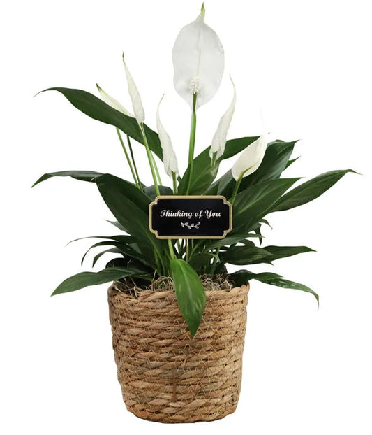 Thinking of You Peace Lily Basket