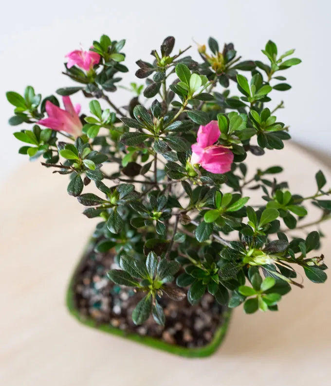 Pink Azalea Bonsai