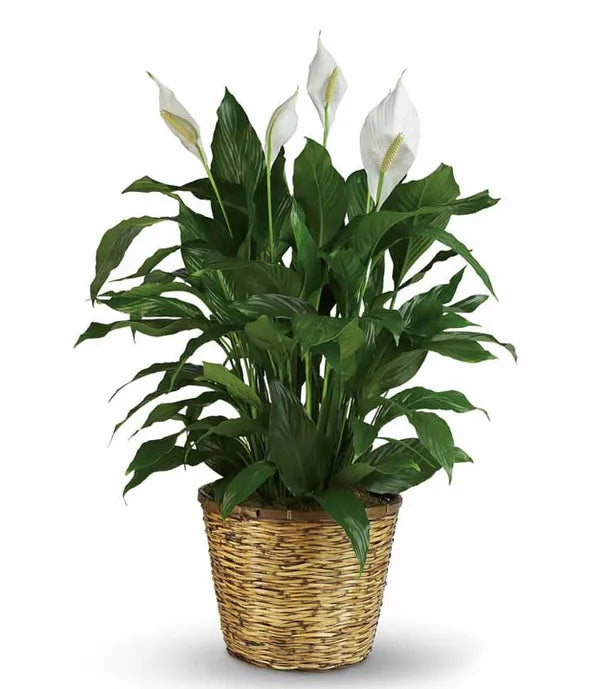 Simply Elegant Spathiphyllum