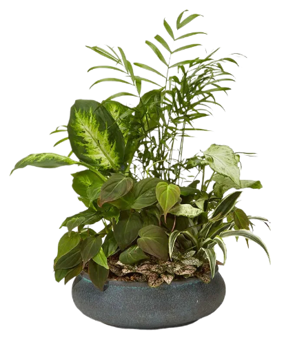 Eternal Green Garden Of Peace