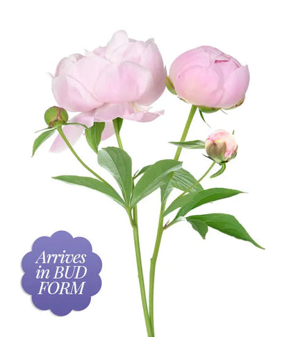 Pretty Pink Peonies Bouquet 