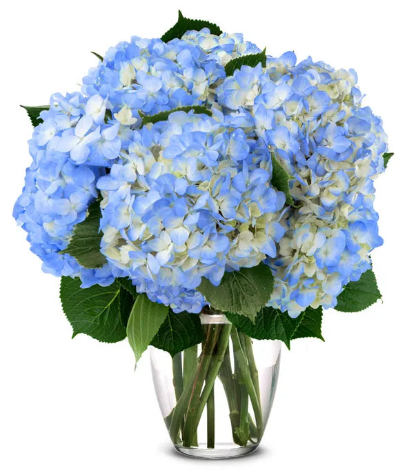 Hydrangea Bouquet 