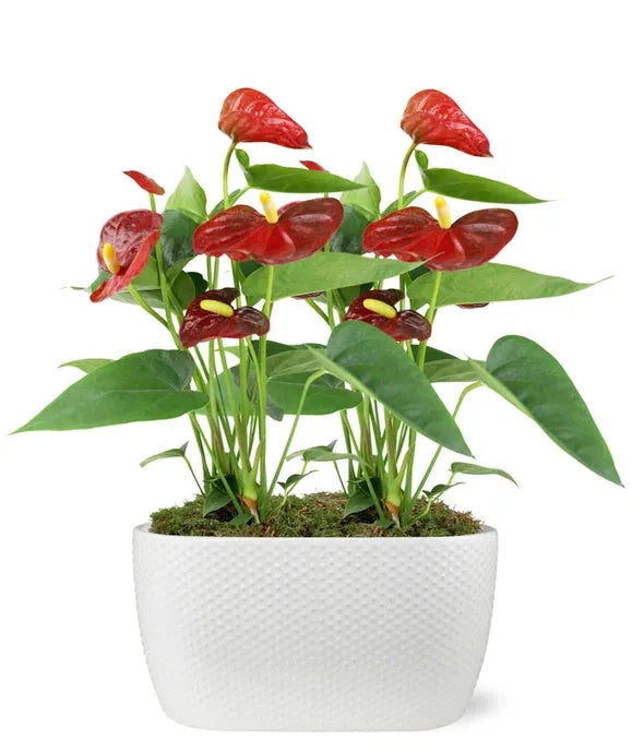 Elegant Anthurium 