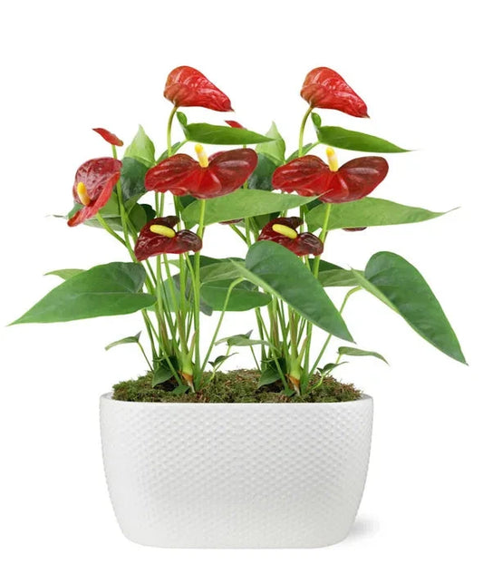 Elegant Anthurium 