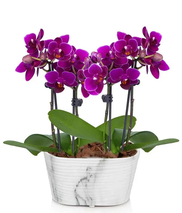 Picturesque Purple Mini Orchid 