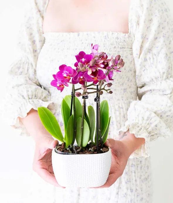 Picturesque Purple Mini Orchid 