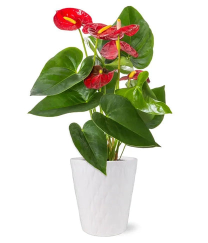 Anthurium Plant 