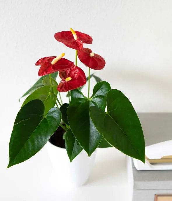 Anthurium Plant 