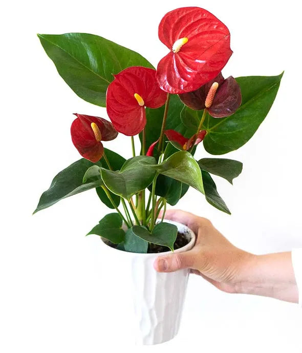 Anthurium Plant 