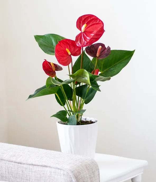 Anthurium Plant 