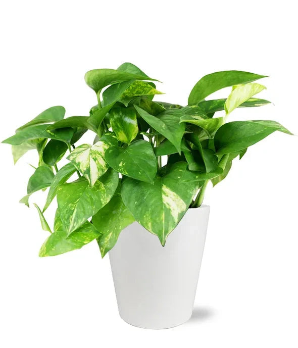 Peaceful Pothos Planter 