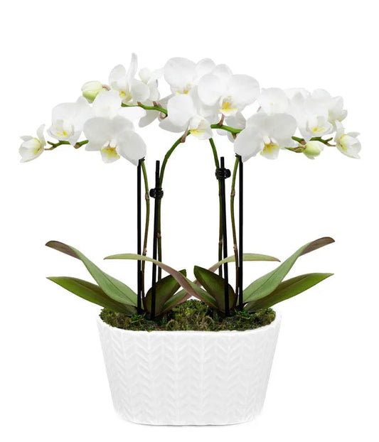Elegant Orchid Plant 