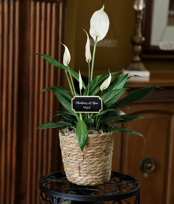 Thinking of You Peace Lily Basket 