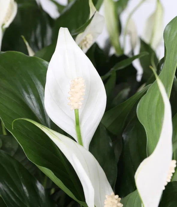 Thinking of You Peace Lily Basket 