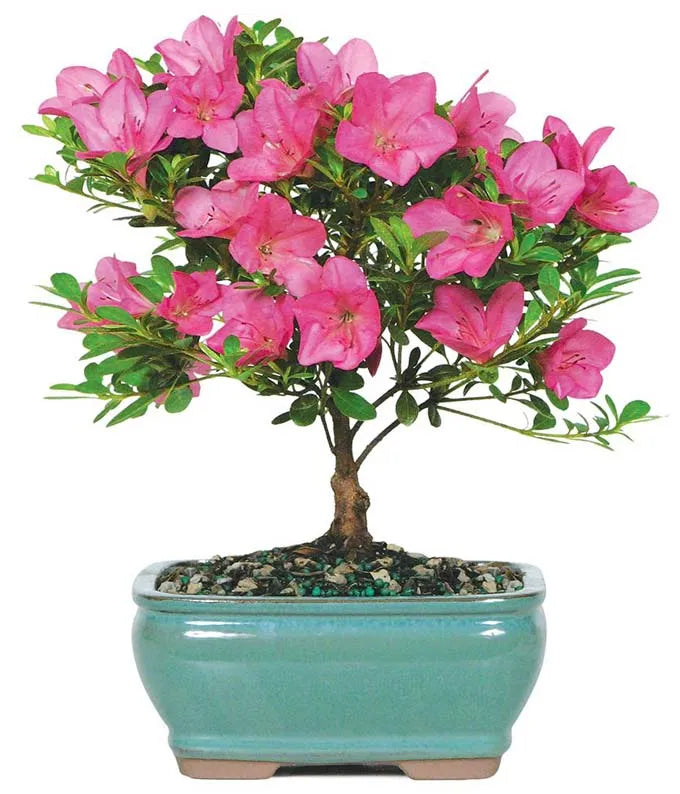 Pink Azalea Bonsai 