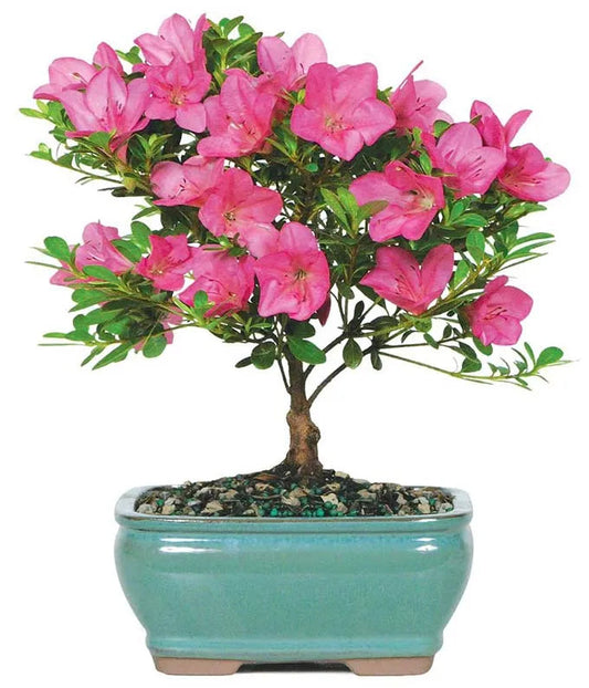 Pink Azalea Bonsai 