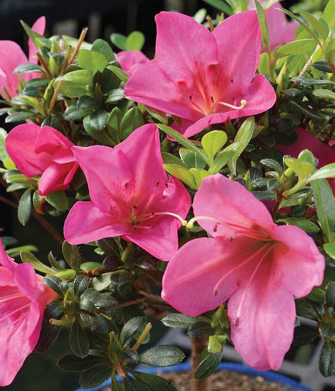 Pink Azalea Bonsai 