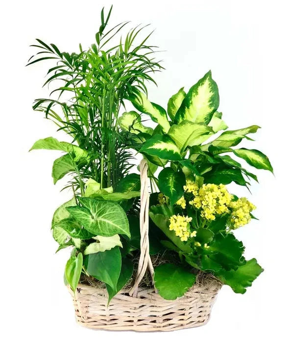 Zen Oasis Dish Garden 