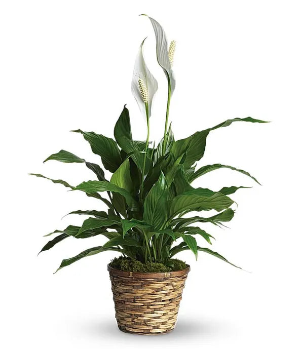 Simply Elegant Spathiphyllum 