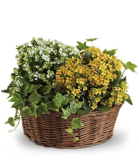 Basket of Joy 