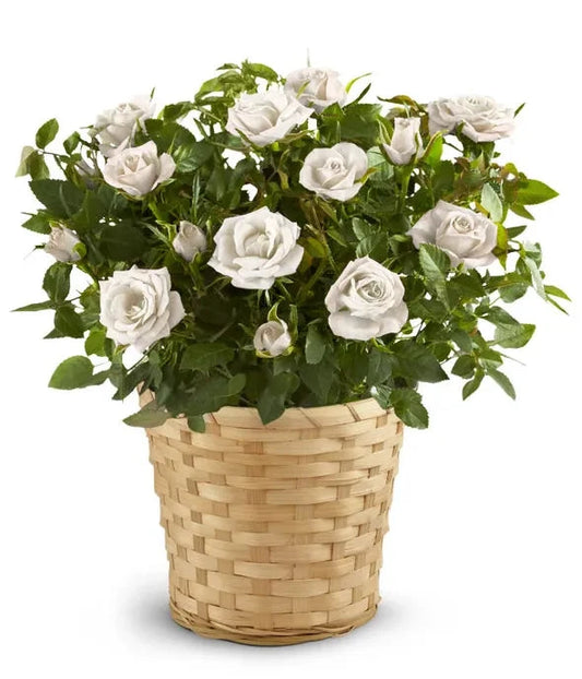 White Rose Plant 