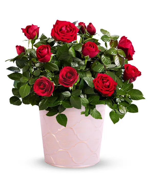 Roses in a Basket and Pot 