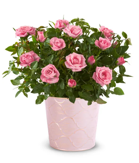 Roses in a Basket and Pot 