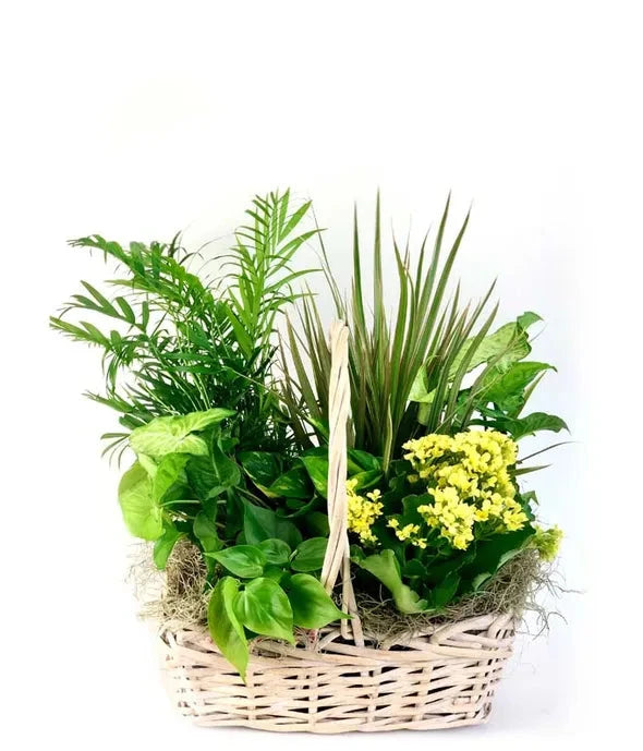 Zen Oasis Dish Garden 