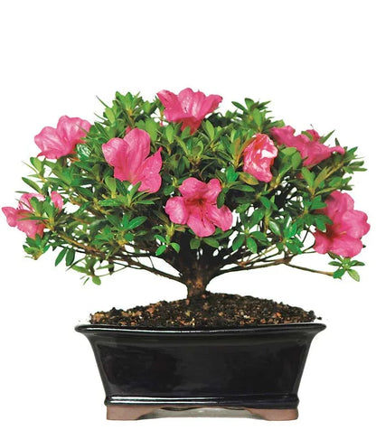 Pink Azalea Bonsai 