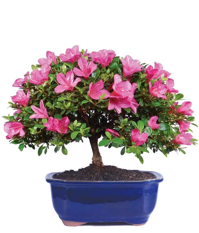 Pink Azalea Bonsai 