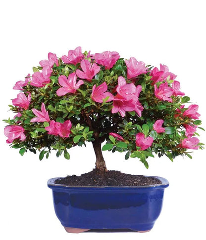Pink Azalea Bonsai 
