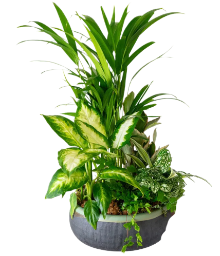 Eternal Green Garden Of Peace 