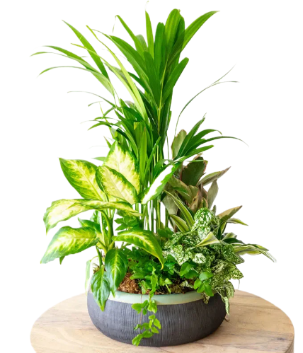 Eternal Green Garden Of Peace 