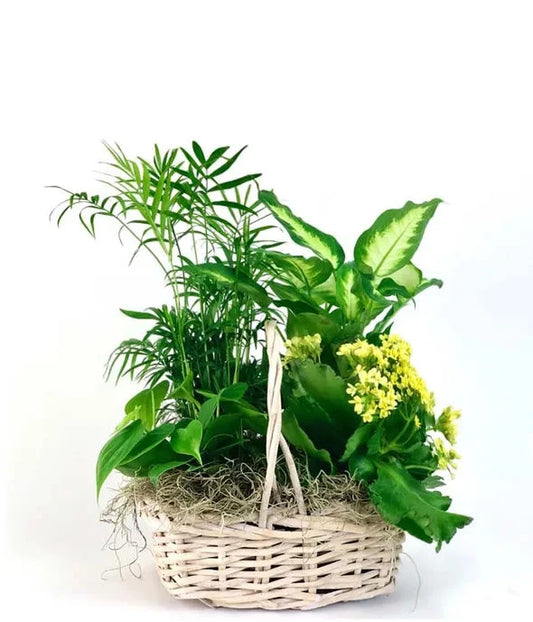 Zen Oasis Dish Garden 